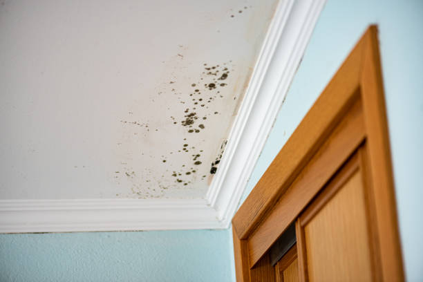 Best Basement Mold Remediation in Albany, GA