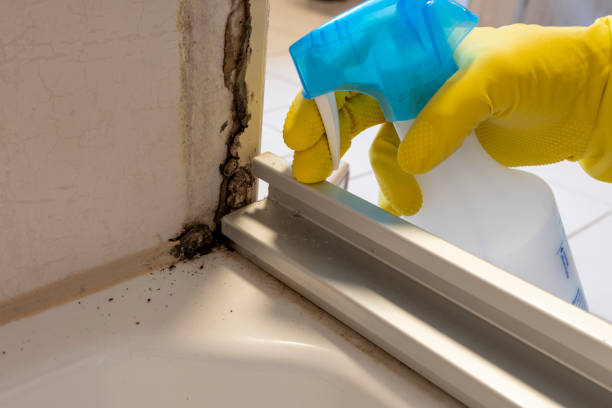 Best Black Mold Remediation in Albany, GA